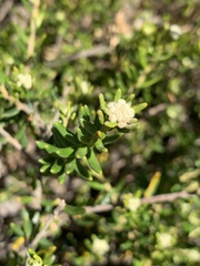 Phylica lasiocarpa