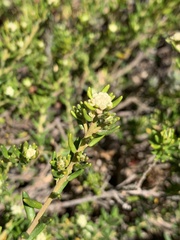 Phylica lasiocarpa