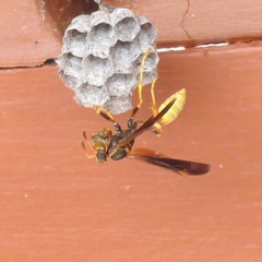 Mischocyttarus navajo