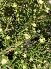 Phylica lasiocarpa