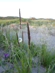 Calamagrostis stricta