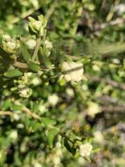 Phylica lasiocarpa