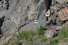 Tanacetum richterioides