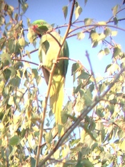 Psittacula eupatria