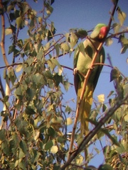 Psittacula eupatria