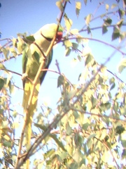 Psittacula eupatria
