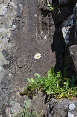 Tanacetum richterioides