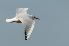 Chroicocephalus ridibundus