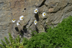 Tanacetum richterioides