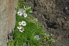 Tanacetum richterioides