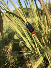 Stenaspis verticalis insignis