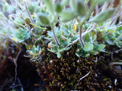 Draba norvegica