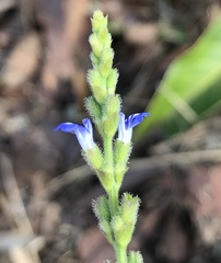 Salvia occidentalis