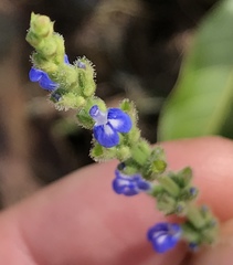Salvia occidentalis