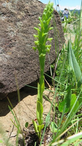Image of Habenaria pseudociliosa by (c) Suvarna Parbhoo Mohan, some rights reserved (CC BY-SA)