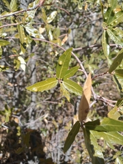 Quercus emoryi