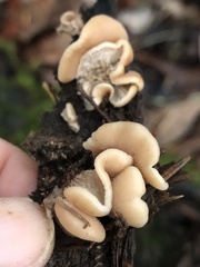 Lentinellus flabelliformis