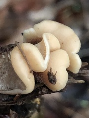 Lentinellus flabelliformis