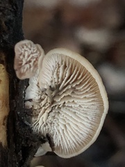 Lentinellus flabelliformis