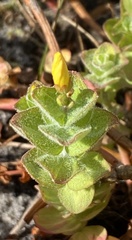 Hypericum elodes