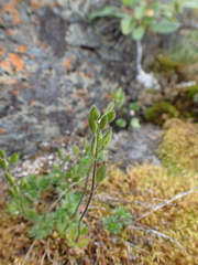Draba norvegica