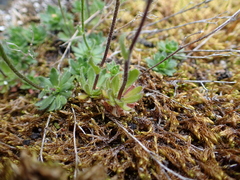 Draba norvegica