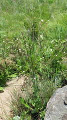 Alepidea woodii