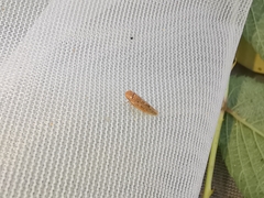 Thamnotettix dilutior