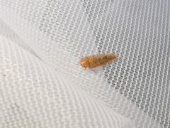 Thamnotettix dilutior