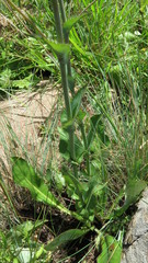 Alepidea woodii