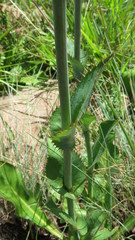 Alepidea woodii