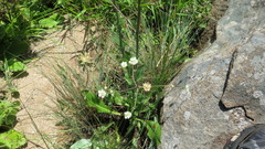 Alepidea woodii