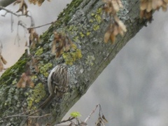 Certhia brachydactyla