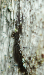 Mycocalicium subtile