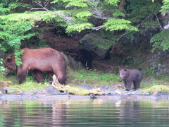 Ursus arctos sitkensis