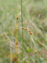 Carex williamsii