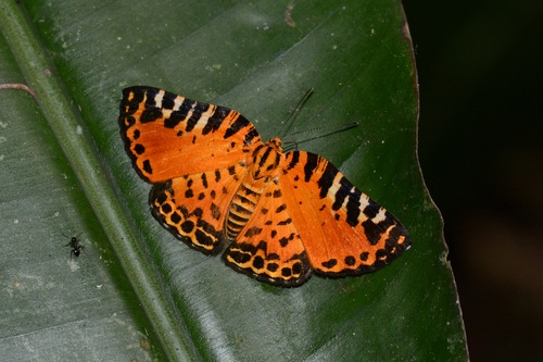 Symmachia pardalis