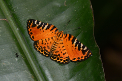 Symmachia pardalis