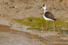Himantopus himantopus