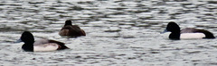 Aythya marila