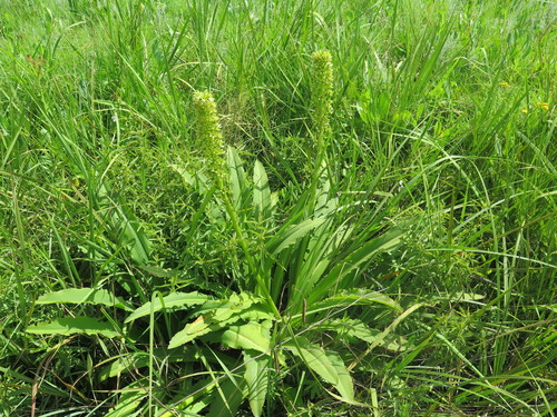 Giant Pineapple Lily (Eucomis pallidiflora)