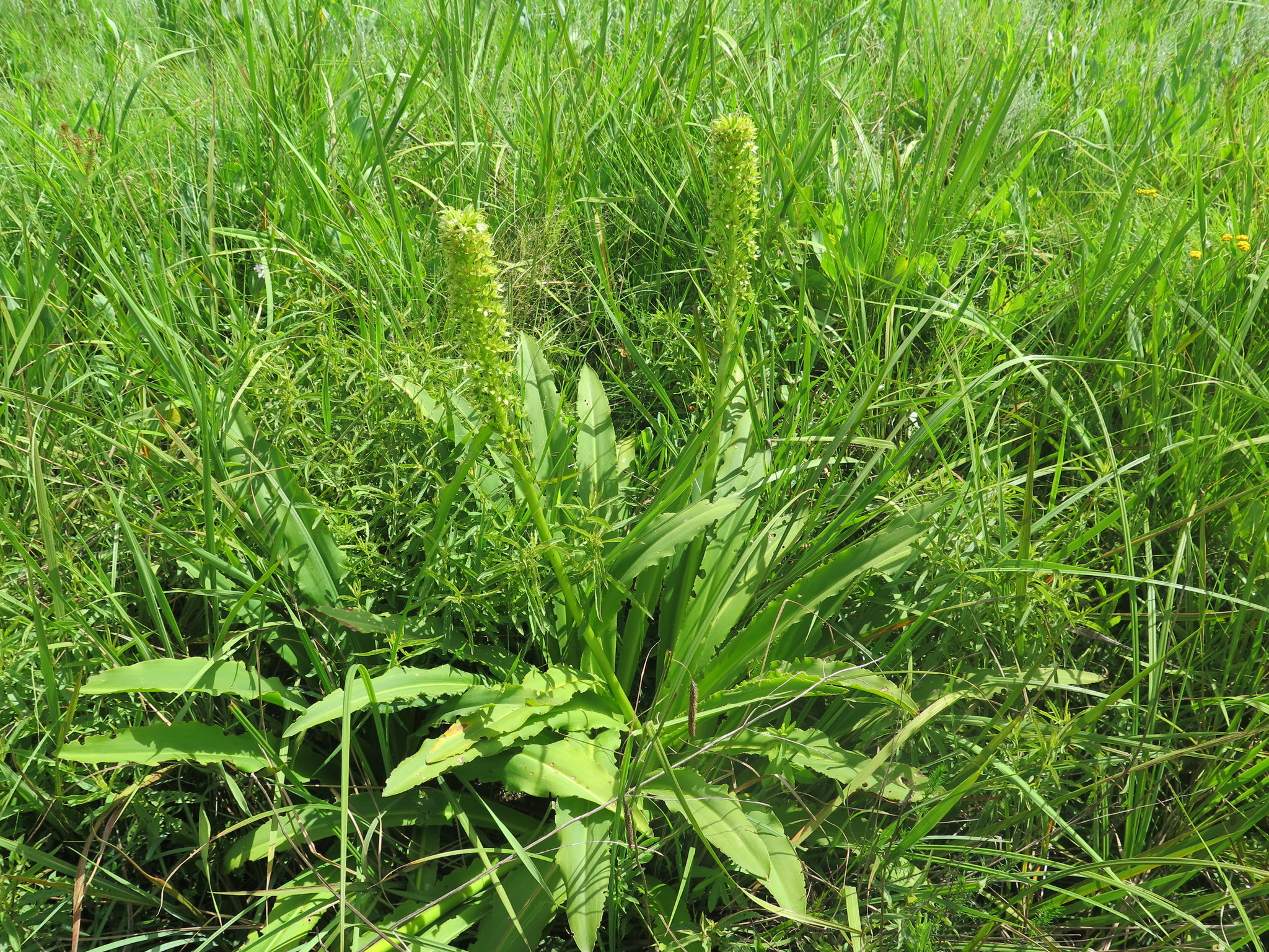 Giant Pineapple Lily (Eucomis pallidiflora)