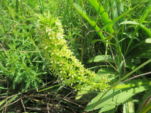 Image of Eucomis pallidiflora by (c) Suvarna Parbhoo Mohan, some rights reserved (CC BY-SA)