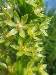 Eucomis pallidiflora