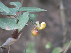 Aristolochiaceae