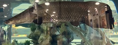 Arapaima