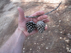 Pinus oocarpa