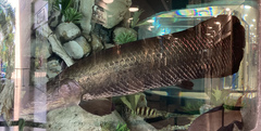 Arapaima