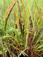 Carex subspathacea