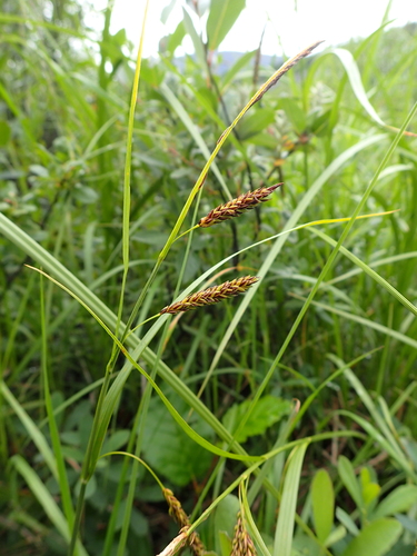 Carex X saxenii